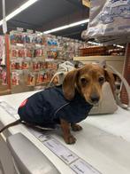 Hondenjas 51 degreesnorth, Dieren en Toebehoren, Ophalen, Zo goed als nieuw, Hondenjas