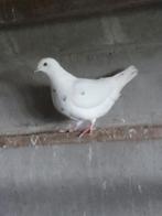 2 jonge duiven, Animaux & Accessoires, Oiseaux | Pigeons