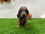 Dwergteckel pups - langharig