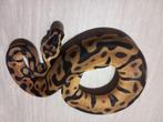 Ball python, Dieren en Toebehoren, Slang, Tam, 0 tot 2 jaar