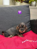 mooie ruwhaar teckel pups, Dieren en Toebehoren, België, CDV (hondenziekte), 8 tot 15 weken, Dwerg