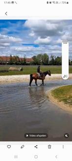 Zeer braaf rijpaard,  ruin, Dieren en Toebehoren, Paarden