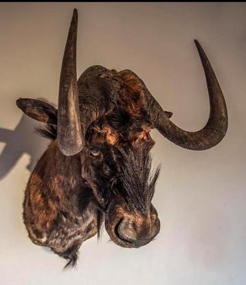 Witstaart gnoe taxidermie beschikbaar voor biedingen