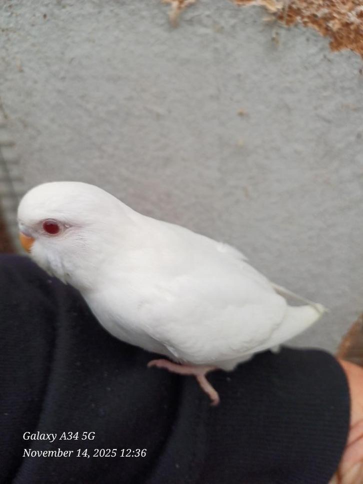 grasparkieten: net zelfstandig, ideaal om tam te maken, Dieren en Toebehoren, Vogels | Parkieten en Papegaaien, Parkiet, Tam