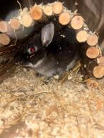 Konijnen, Mâle, Petit, 0 à 2 ans