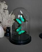 Papillons deco sous globe en verre, Enlèvement ou Envoi, Neuf