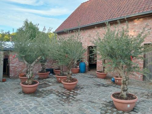 super promo olijfboom manzanillo, Tuin en Terras, Planten | Bomen, Olijfboom, Ophalen