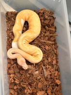 Ballpython, Dieren en Toebehoren, Reptielen en Amfibieën