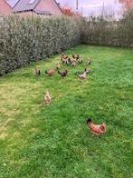 poule naine du tournaisis, Animaux & Accessoires, Volatiles, Femelle, Poule ou poulet