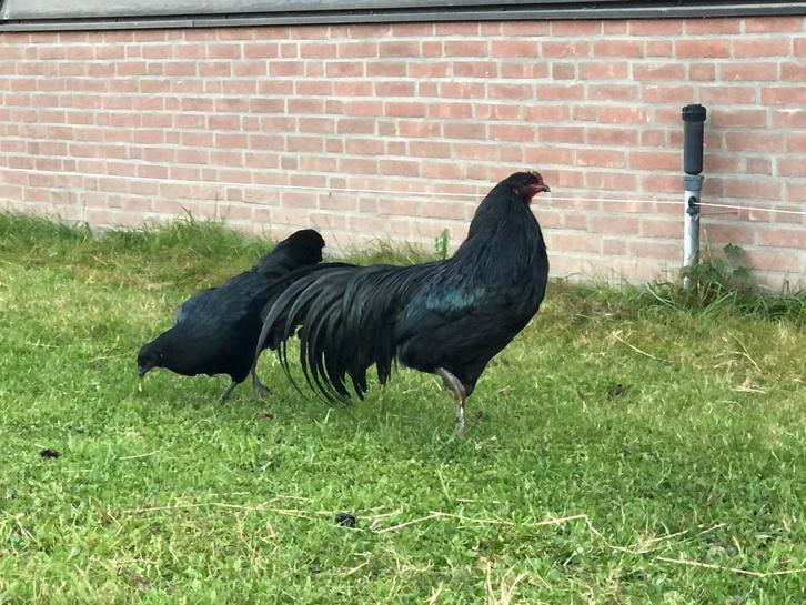 Sumatra kippen, groot soort, Dieren en Toebehoren, Pluimvee, Kip, Meerdere dieren