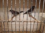 Japanse Meeuwen Mannen en Poppen, Dieren en Toebehoren, Meerdere dieren, Tropenvogel, Geringd