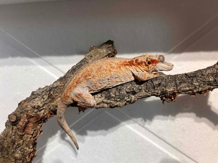 Crested/Gargoyle Gecko's, Animaux & Accessoires, Reptiles & Amphibiens, Autres espèces, 0 à 2 ans