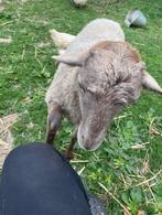 rammetje, Dieren en Toebehoren, Schapen, Geiten en Varkens, Mannelijk, Schaap, 0 tot 2 jaar
