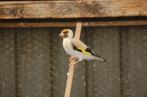 putter pop, Dieren en Toebehoren, Vogels | Overige Vogels, Geringd