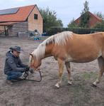 Paarden bijrijder, Dieren en Toebehoren, Merrie, Minder dan 160 cm, Met stamboom, 3 tot 6 jaar