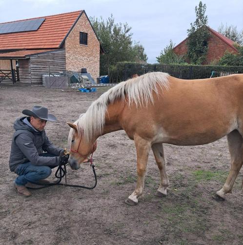 Paarden bijrijder, Dieren en Toebehoren, Paarden, Merrie, Minder dan 160 cm, 3 tot 6 jaar, Met stamboom