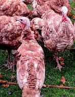 Rode ardenner kalkoen hennen, Dieren en Toebehoren, Pluimvee, Kalkoen