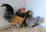 Antwerpse baardkriel, Dieren en Toebehoren, Meerdere dieren, Kip