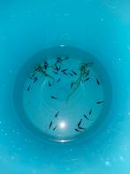 Blauwe garnalen, Dieren en Toebehoren, Vissen | Aquariumvissen, Zoetwatervis, Kreeft, Krab of Garnaal