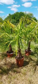 Palmiers Trachycarpus fortunei, Jardin & Terrasse, Enlèvement, Hiver