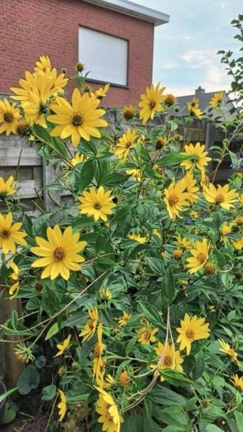 Helianthus enkel voor grote tuin,lees beschrijving laatste 3, Tuin en Terras, Planten | Tuinplanten, Vaste plant, Overige soorten