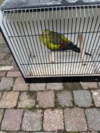 bergparkiet pop, Geringd