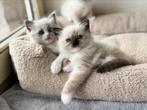 Ragdoll kittens, Poes, Gechipt, 0 tot 2 jaar