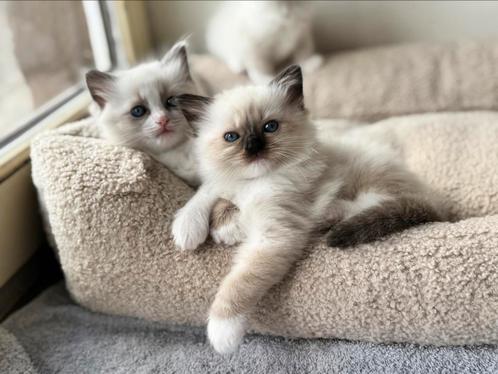 Ragdoll kittens, Dieren en Toebehoren, Katten en Kittens | Raskatten | Langhaar, Poes, 0 tot 2 jaar, Gechipt, Ontwormd, Ingeënt