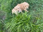 Mooie golden retriever pups!, Animaux & Accessoires, Parvovirose, Plusieurs, Belgique, 8 à 15 semaines