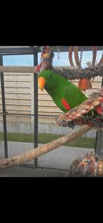 Super lieve edelpapegaai, Dieren en Toebehoren, Tam