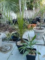 Palmboom, Bloeit niet, Minder dan 100 cm, Palmboom, Ophalen