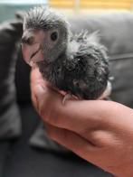 2 Kakariki jongen, Dieren en Toebehoren, Vogels | Parkieten en Papegaaien, Meerdere dieren, Parkiet, Geringd
