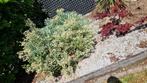 Euphorbia (wolfsmelk) struik, Ophalen
