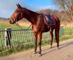 Super lieve brave knappe ruin!, Dieren en Toebehoren, Paarden, Gechipt, Ruin, Zadelmak, 3 tot 6 jaar