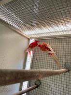 Koppel rubino rosella ‘s, Dieren en Toebehoren, Meerdere dieren, Parkiet, Geringd