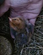 ik zoek kuikens max 1 week oud van leghorn, buff, patrijs of, Vrouwelijk, Kip
