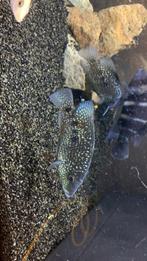 Jack Dempsey cichlide (Rocio octofasciata).