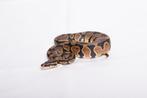Python regius wilkleur met leuke genen., Serpent, 0 à 2 ans