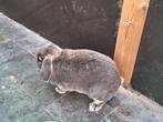 konijntjes, Dieren en Toebehoren, Meerdere dieren, Klein, Hangoor, 0 tot 2 jaar