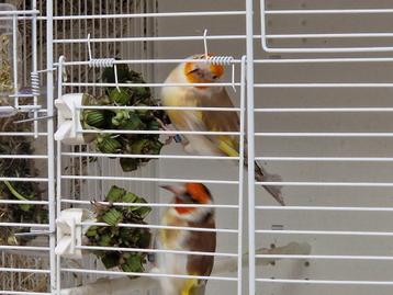 Chardonneret pheo, Dieren en Toebehoren, Vogels | Overige Vogels, Vrouwelijk, Geringd
