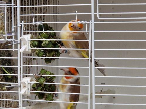 Chardonneret pheo, Dieren en Toebehoren, Vogels | Overige Vogels, Vrouwelijk, Tam, Geringd