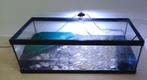Tortue d'eau + Aquarium à tortues avec lampe et filtre, Animaux & Accessoires, Reptiles & Amphibiens, Tortue, 3 à 6 ans