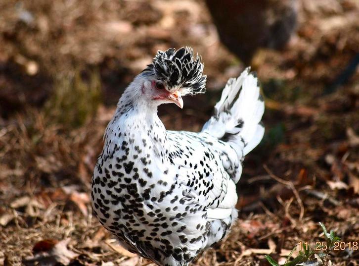 Appenzeller Spitskuif kippen jonge hennen beschikbaar, Animaux & Accessoires, Volatiles, Poule ou poulet, Femelle