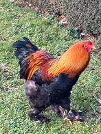 Brahma hanen, Dieren en Toebehoren, Mannelijk, Kip