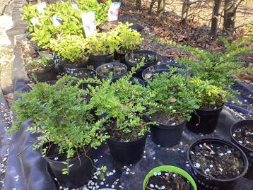 Lonicera beschikbaar voor biedingen