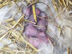 Lapins nains, Animaux & Accessoires, Plusieurs animaux, Nain, 0 à 2 ans