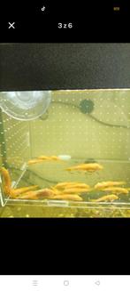 Ancistrus L144 albino, wilde kluer, Dieren en Toebehoren, Vis, Zoetwatervis