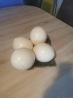 Verse struisvogel eieren te koop, Dieren en Toebehoren, Overige soorten