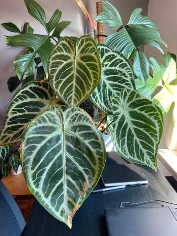 Anthurium crystalinum (possibly xsilver blush), Enlèvement ou Envoi