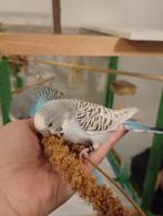 2 mooie tamme grasparkieten, Dieren en Toebehoren, Vogels | Parkieten en Papegaaien, Tam